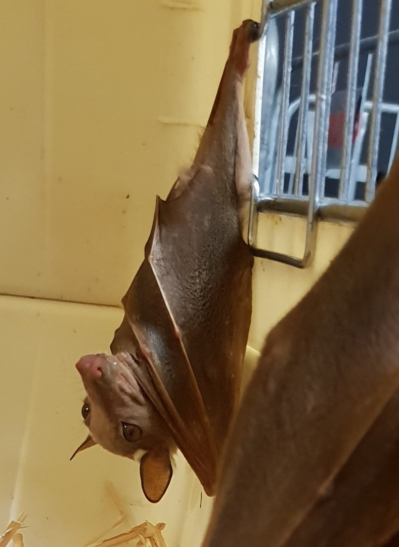 Labeled as being "Palm rousette"