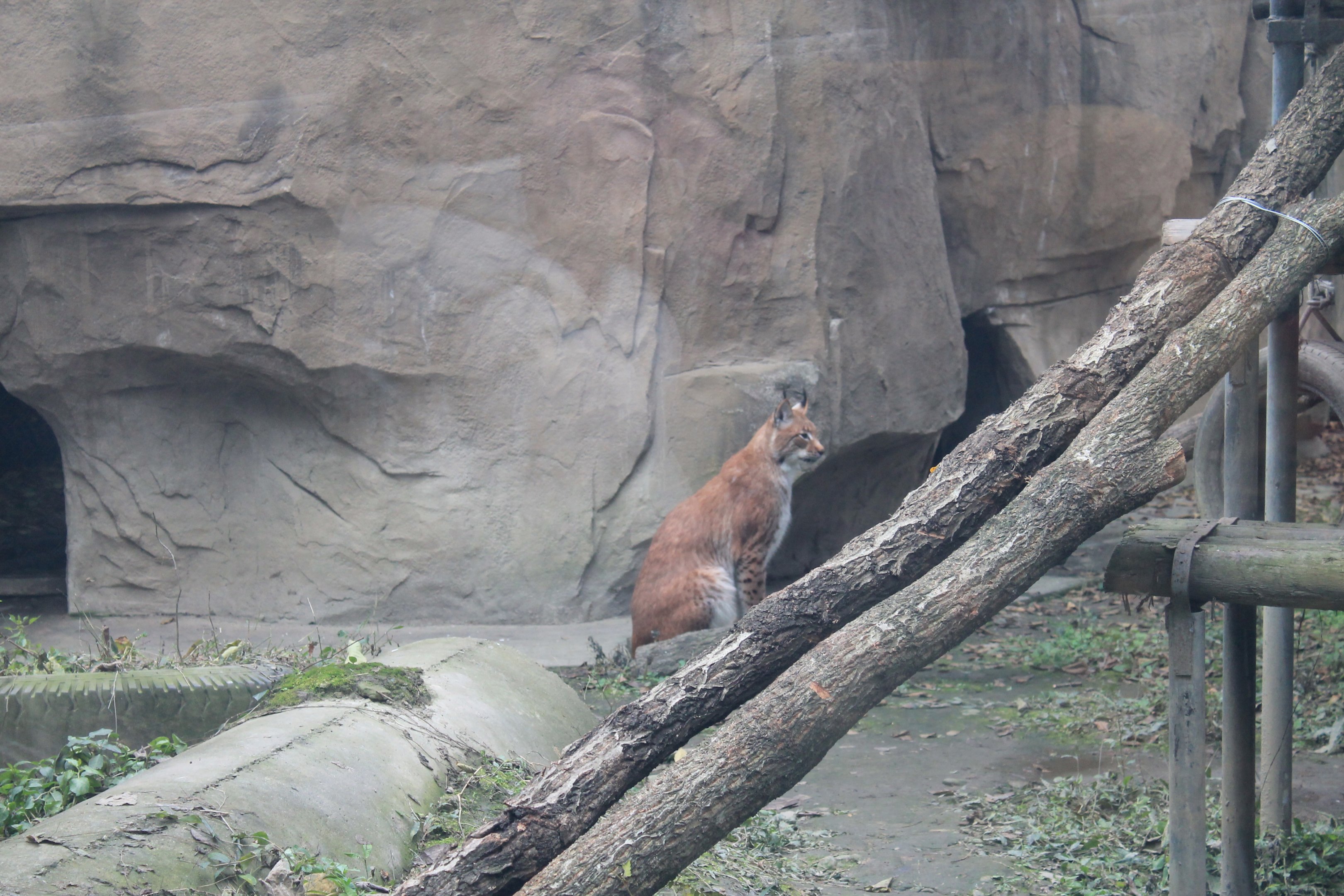 Labeled as "Lynx lynx"