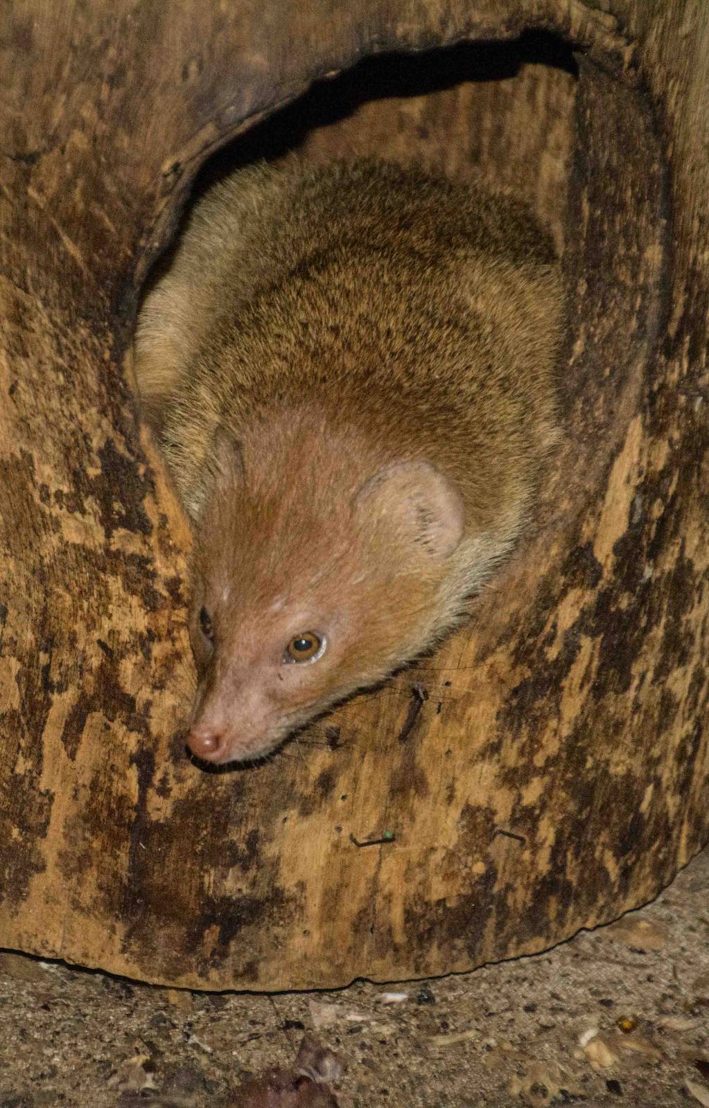 Labelled Siberian Weasel - Pata Zoo 2014