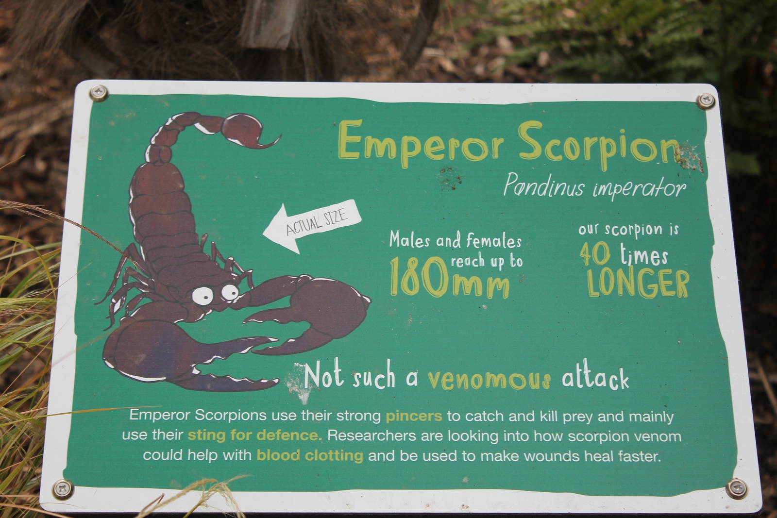 Labelling Bugs Chester Zoo 2013