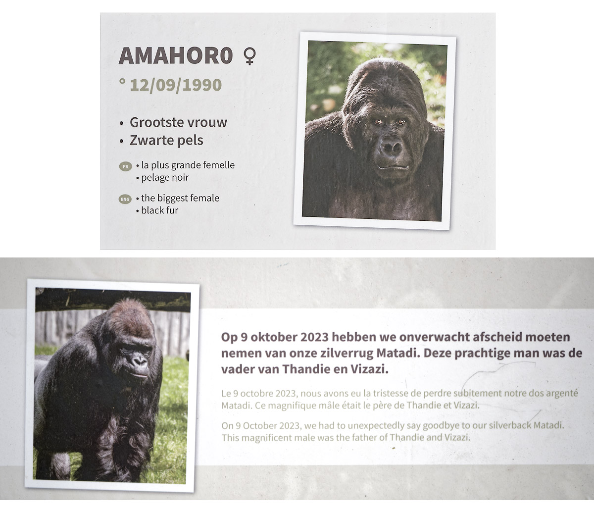 Labels beside gorilla enclosure (1)