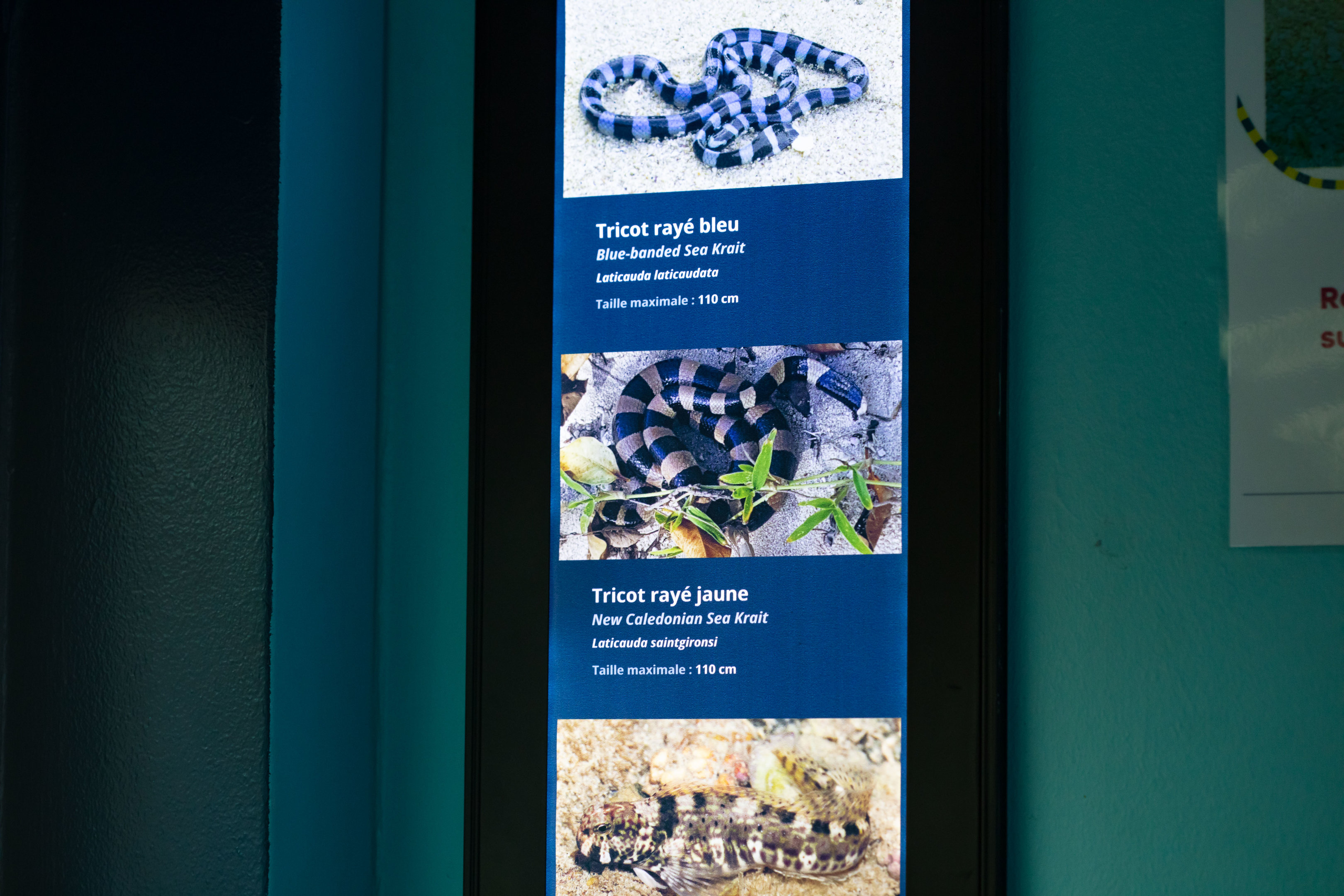 Labels for Sea Kraits