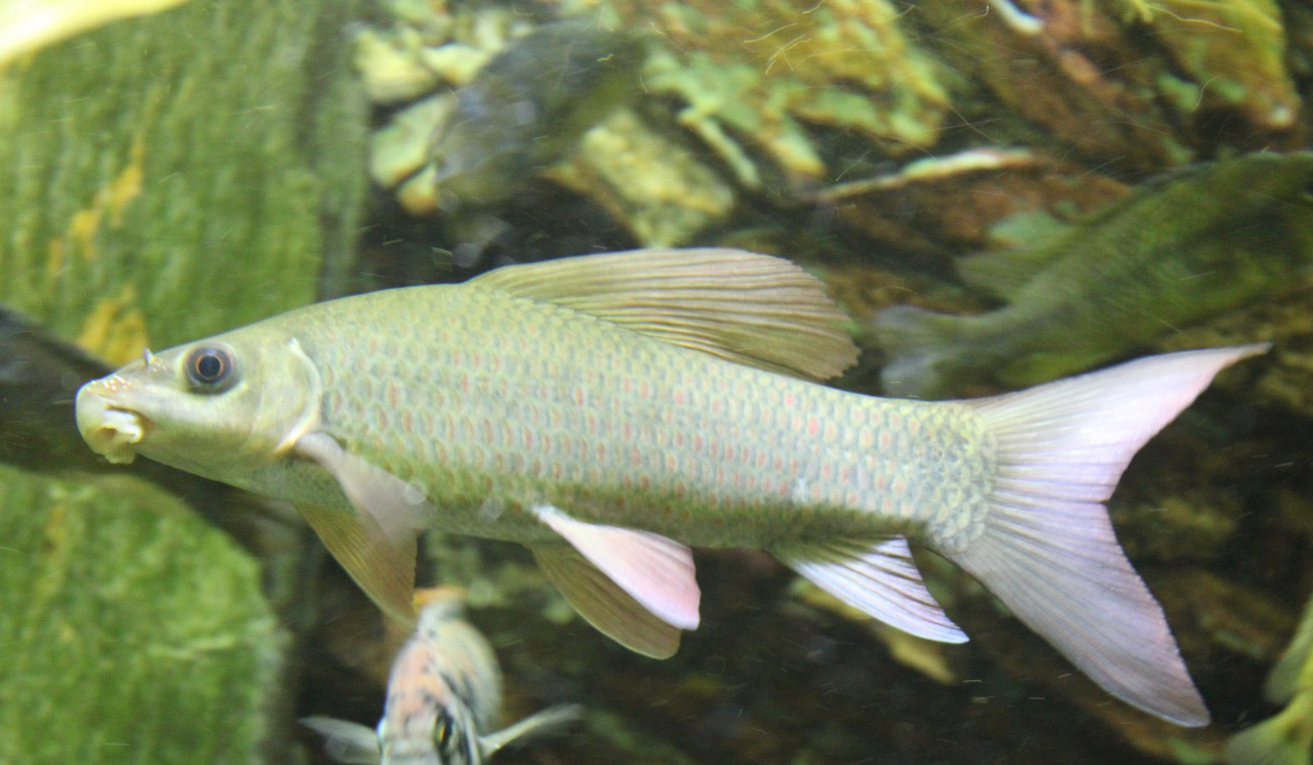 Labeo species