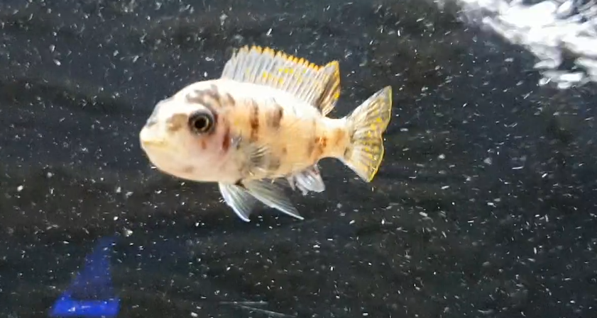 Labeotropheus fuelleborni