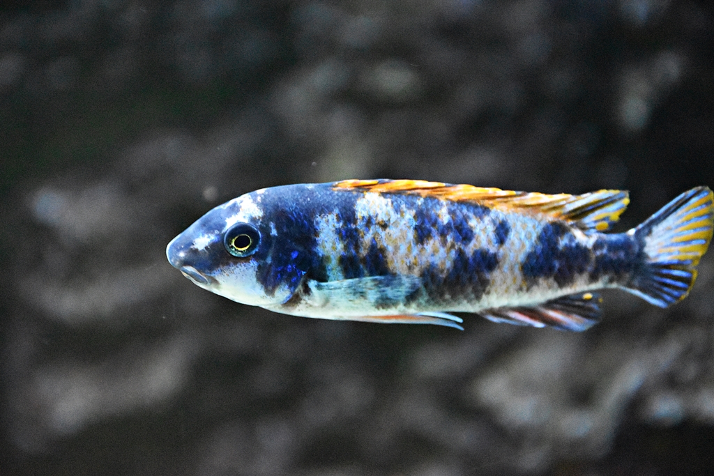 Labeotropheus trewavasae