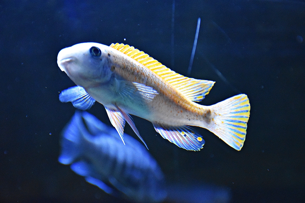 Labeotropheus trewavasae