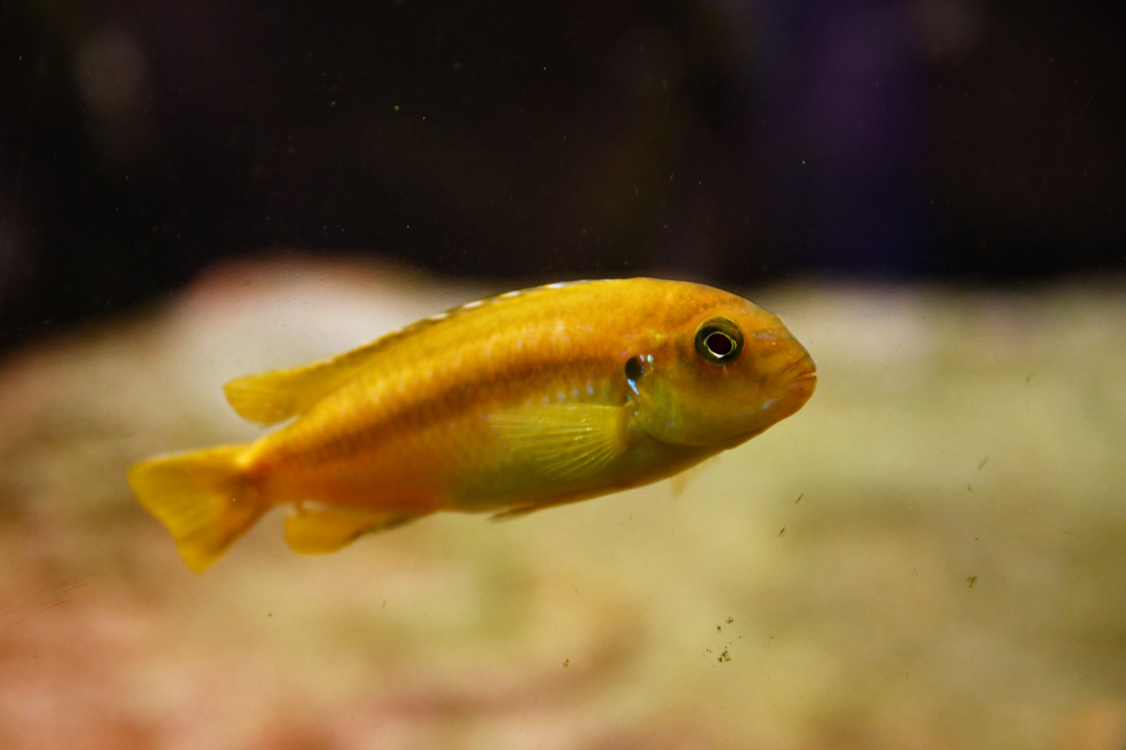 Labeotropheus trewavasae