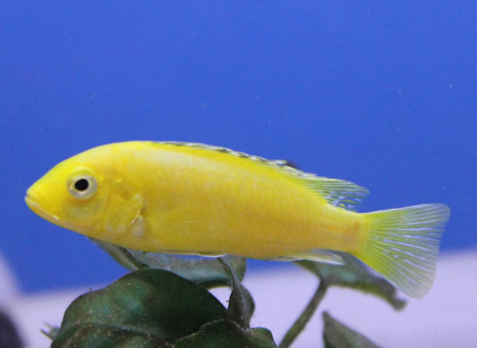 Labidochromis caeruleus