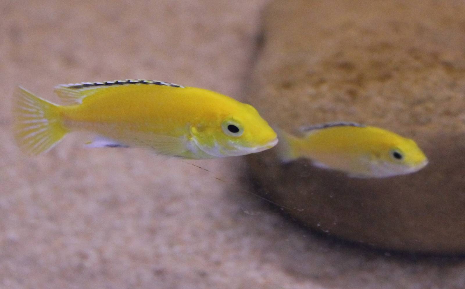 Labidochromis caeruleus