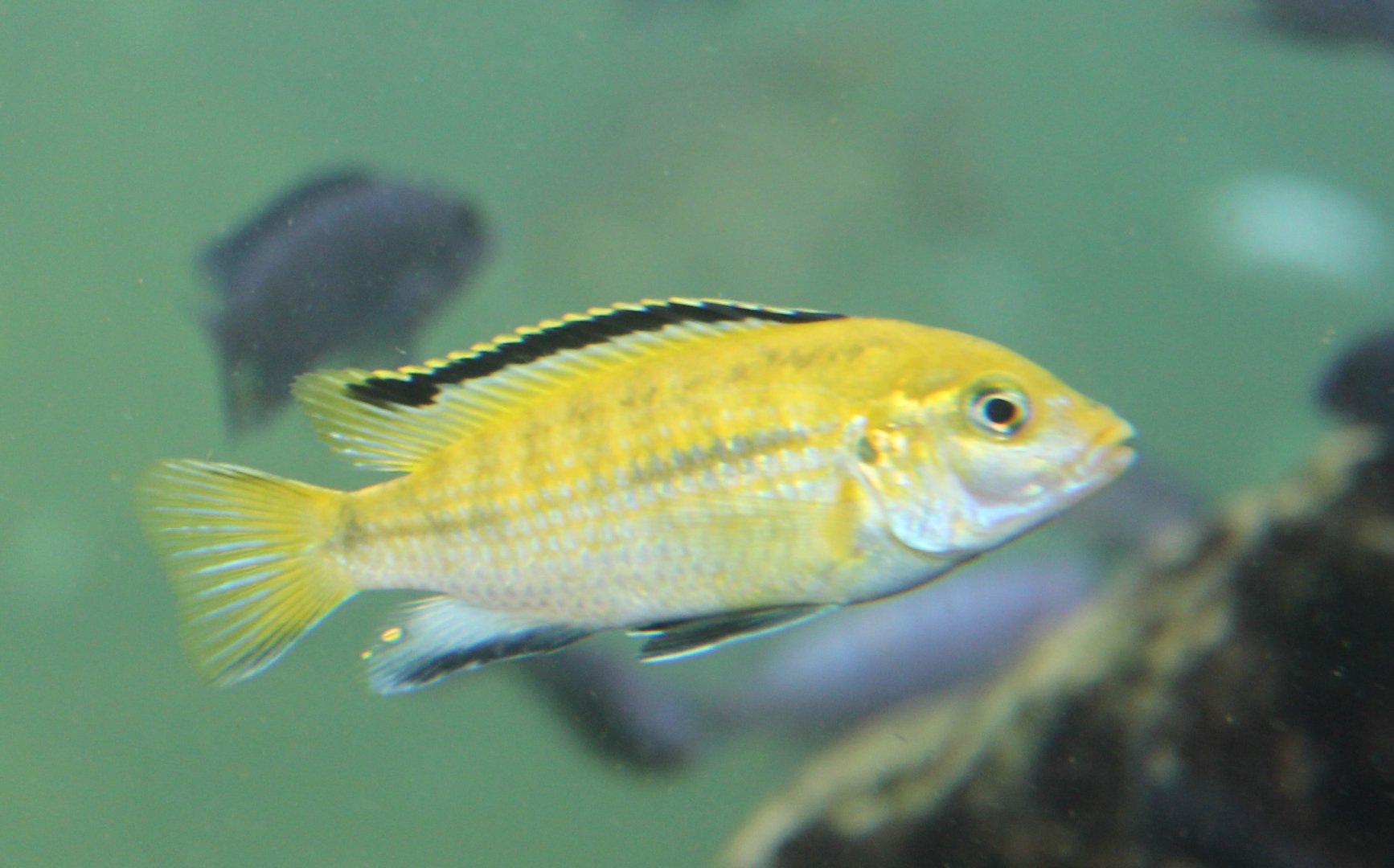 Labidochromis caeruleus
