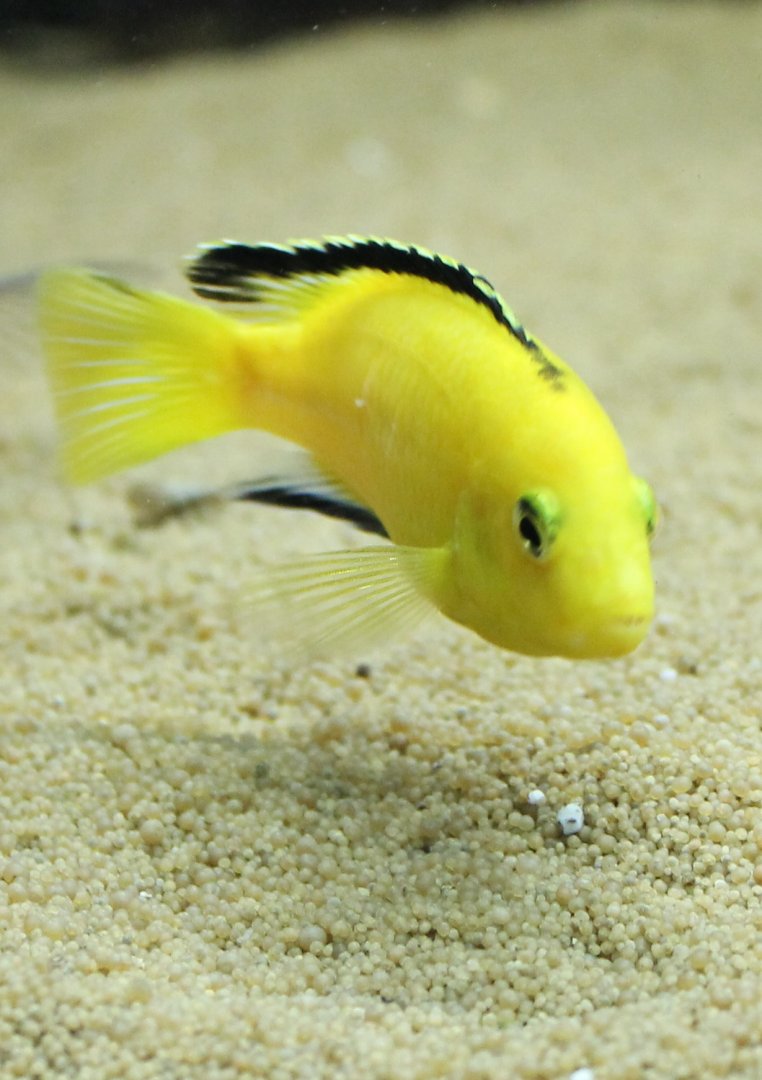 Labidochromis caeruleus