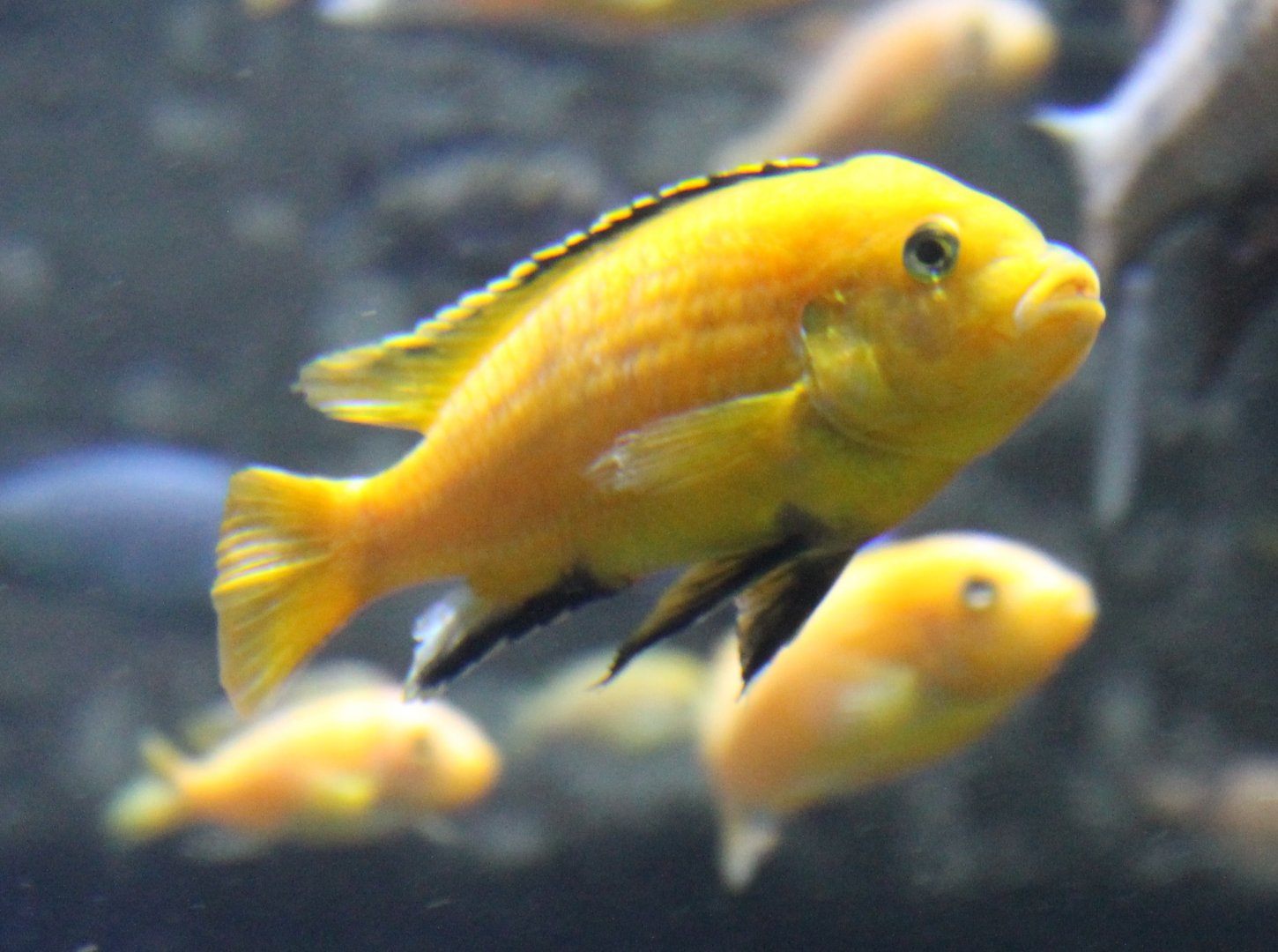 Labidochromis caeruleus