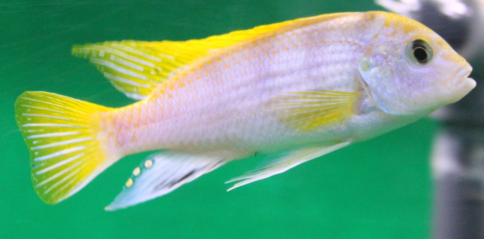 Labidochromis perlmutt marareef