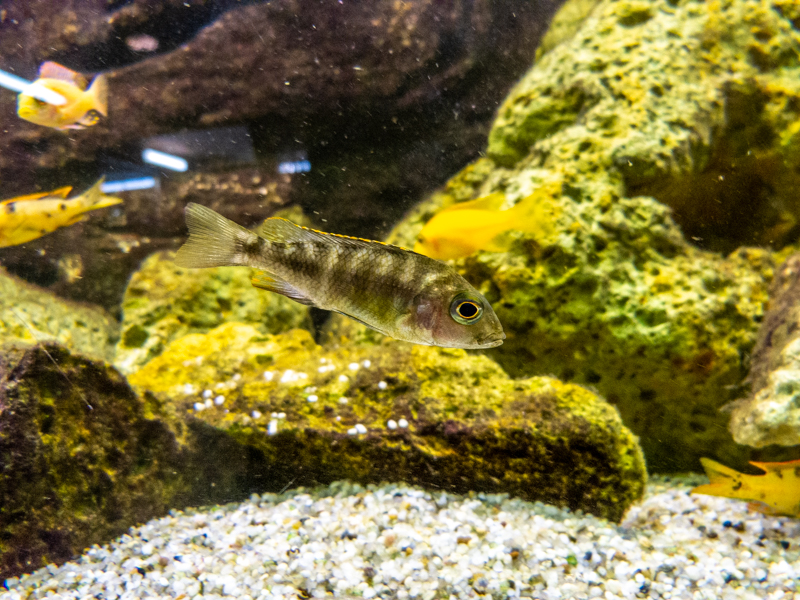 Labidochromis spec. MBAMBA BAY