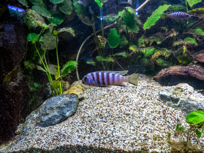 Labidochromis spec. MBAMBA BAY