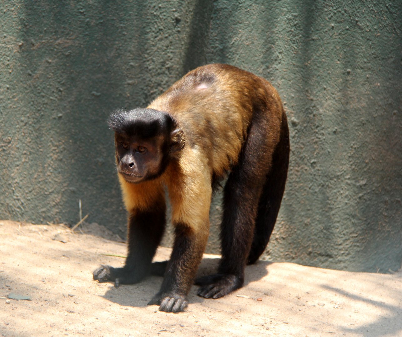labled as large-headed capuchin (Sapajus macrocephalus)