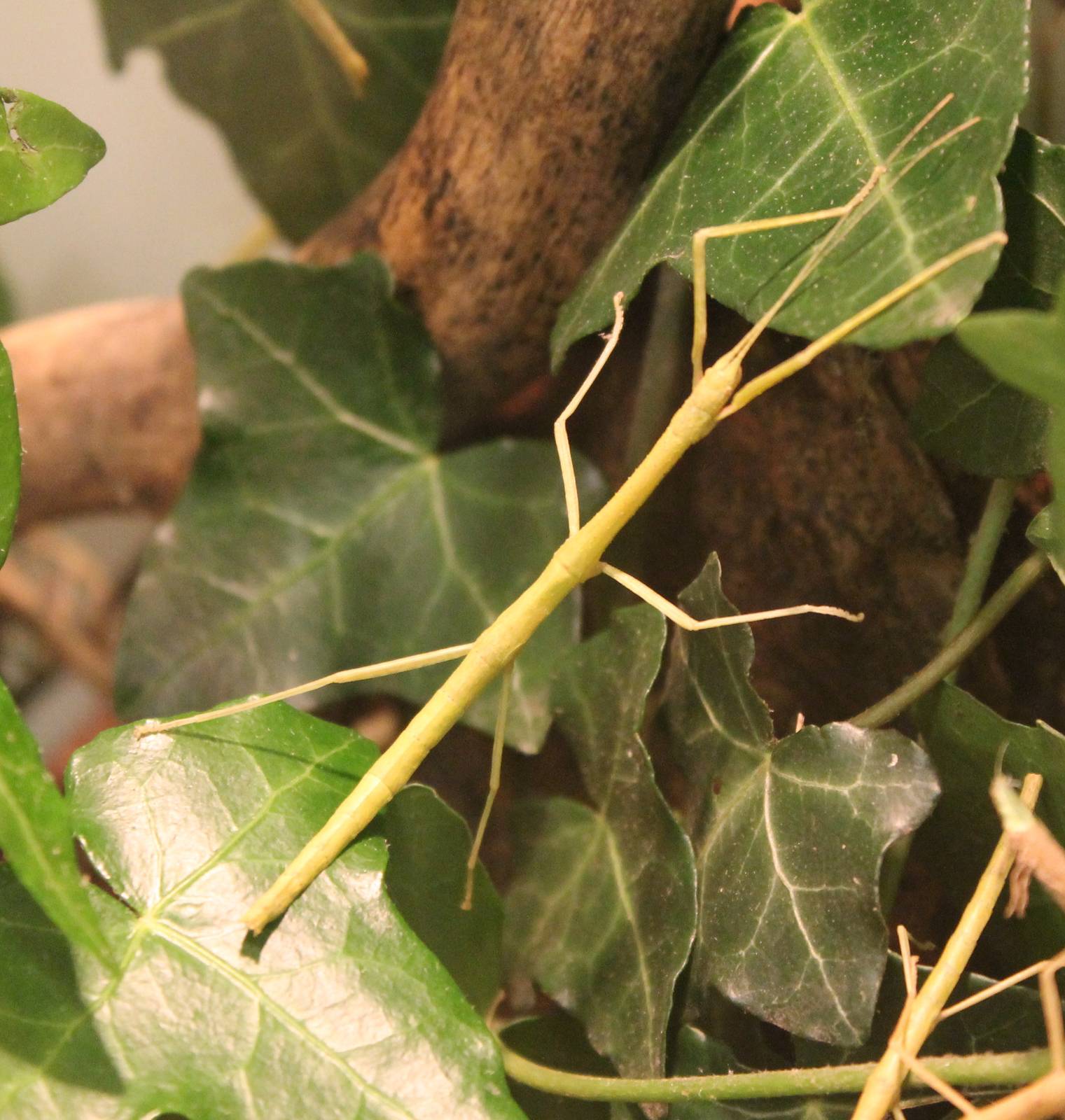 Laboratory stick insect