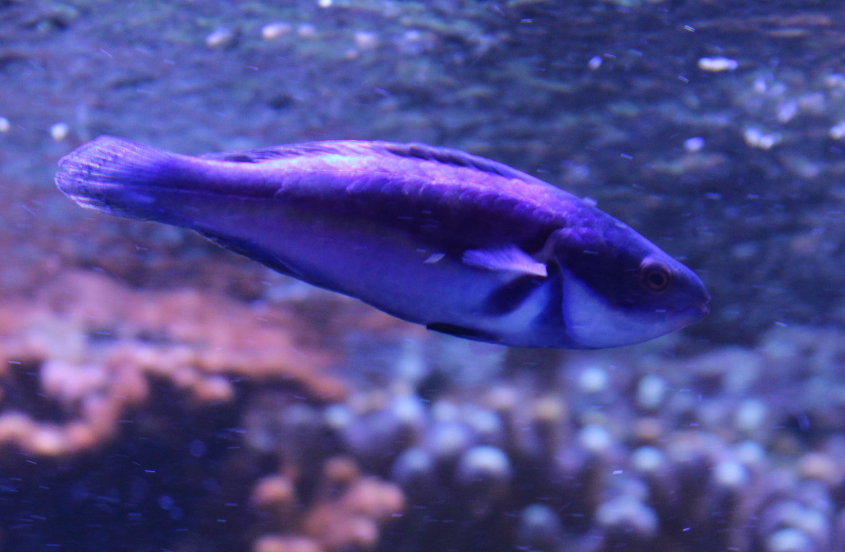 Laboute's wrasse - Cirrhilabrus laboutei