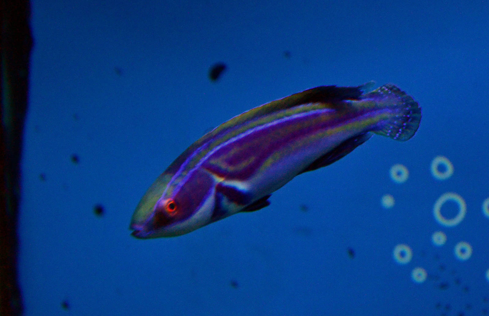 Labout's fairy wrasse (Cirrhilabrus laboutei)