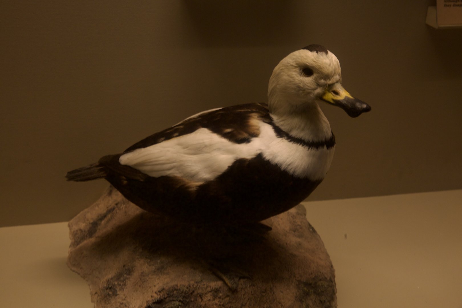 Labrador Duck/ Camptorhynchus labradorius
