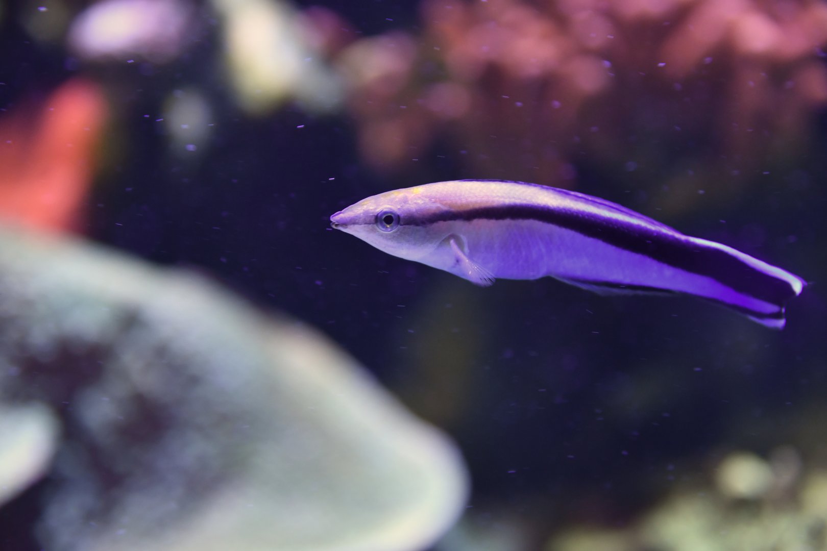 Labroides dimidiatus