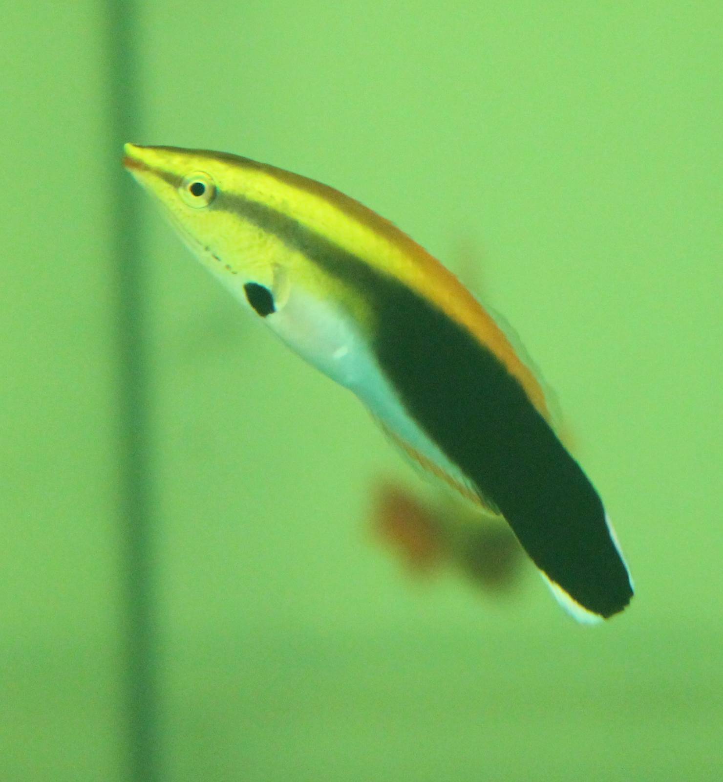 Labroides pectoralis