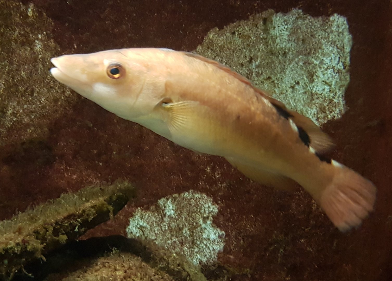 Labrus mixtus - female