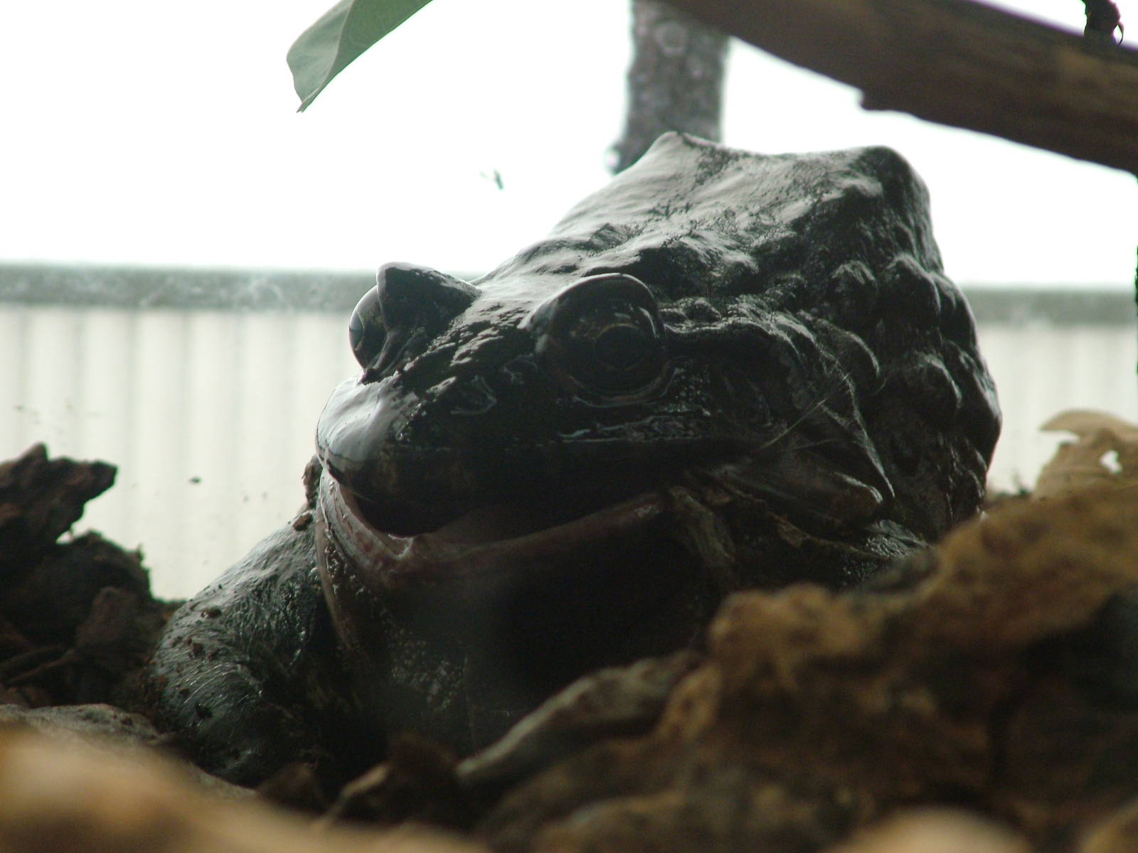Labyrinth Frog at Madrid Zoo Aquarium, 26/05/11
