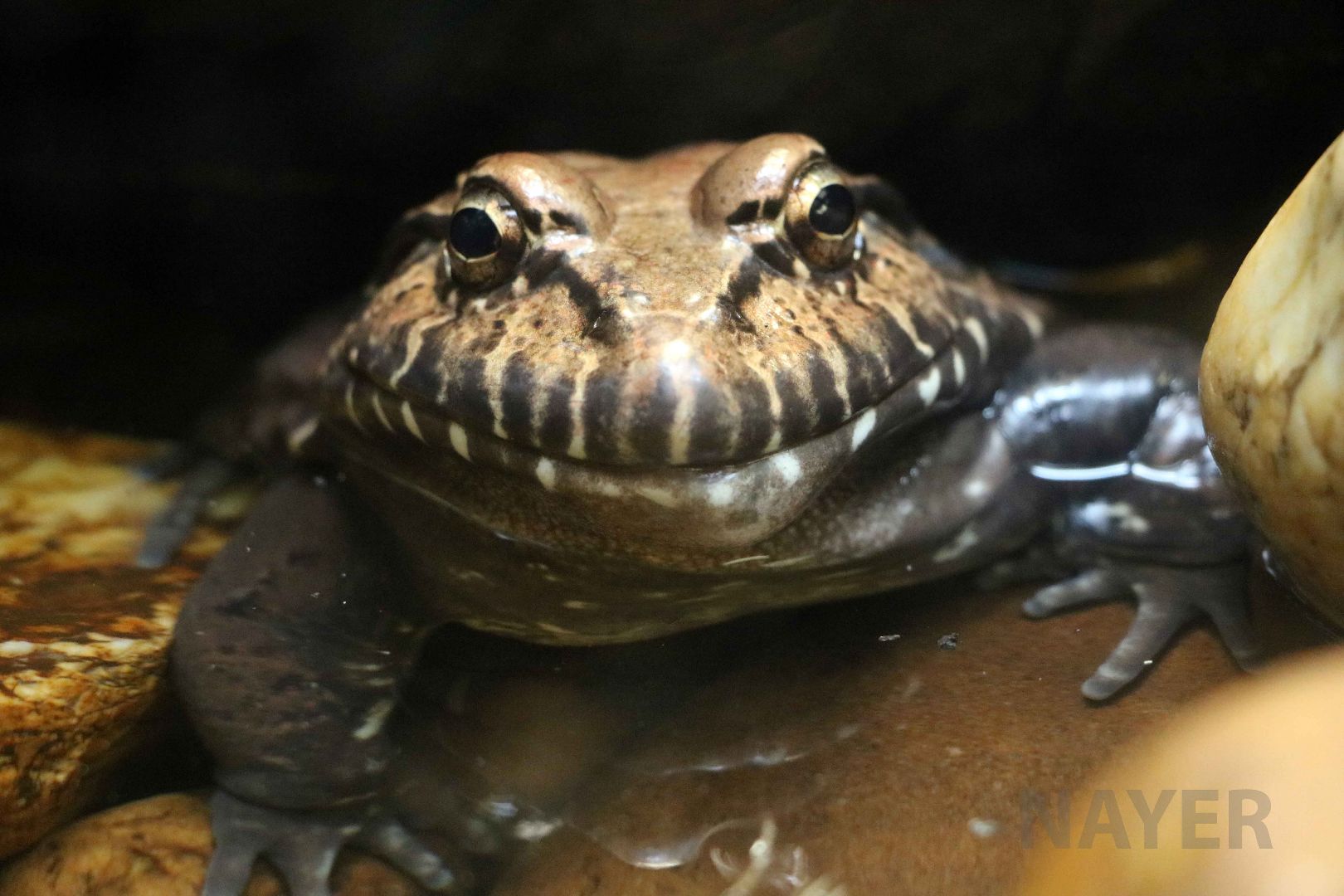 Labyrinth frog, May 2016