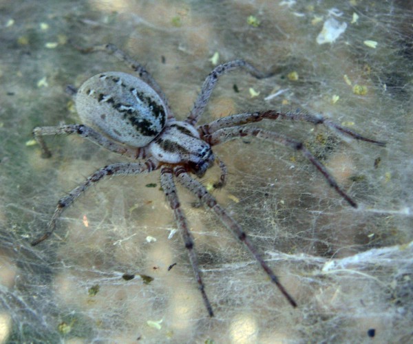 Labyrinth Spider (Agelena labyrinthica)
