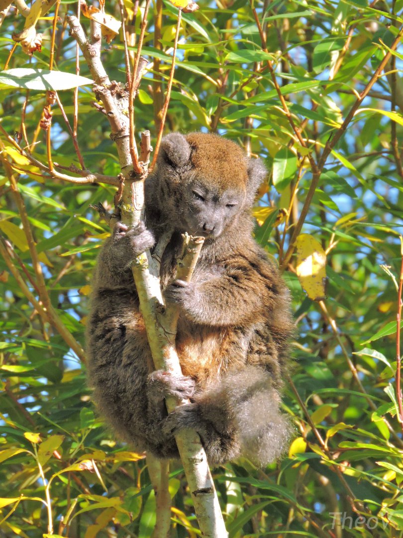 Lac Alaotra bamboo lemur [2015]