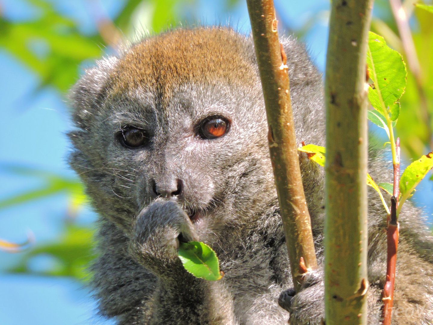 Lac Alaotra bamboo lemur [2015]