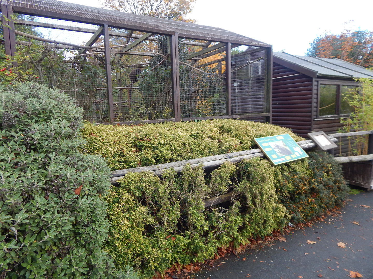 Lac Alaotra bamboo lemur enclosure 221022