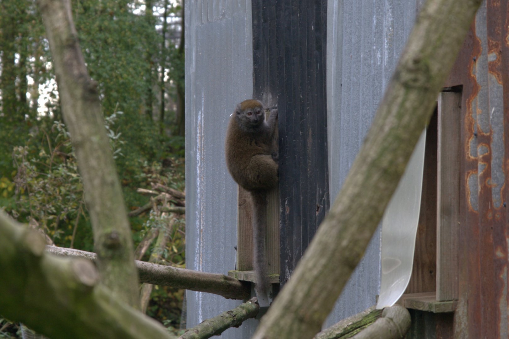 Lac Alaotra Bamboo Lemur (Hapalemur alaotrensis), 02-11-25