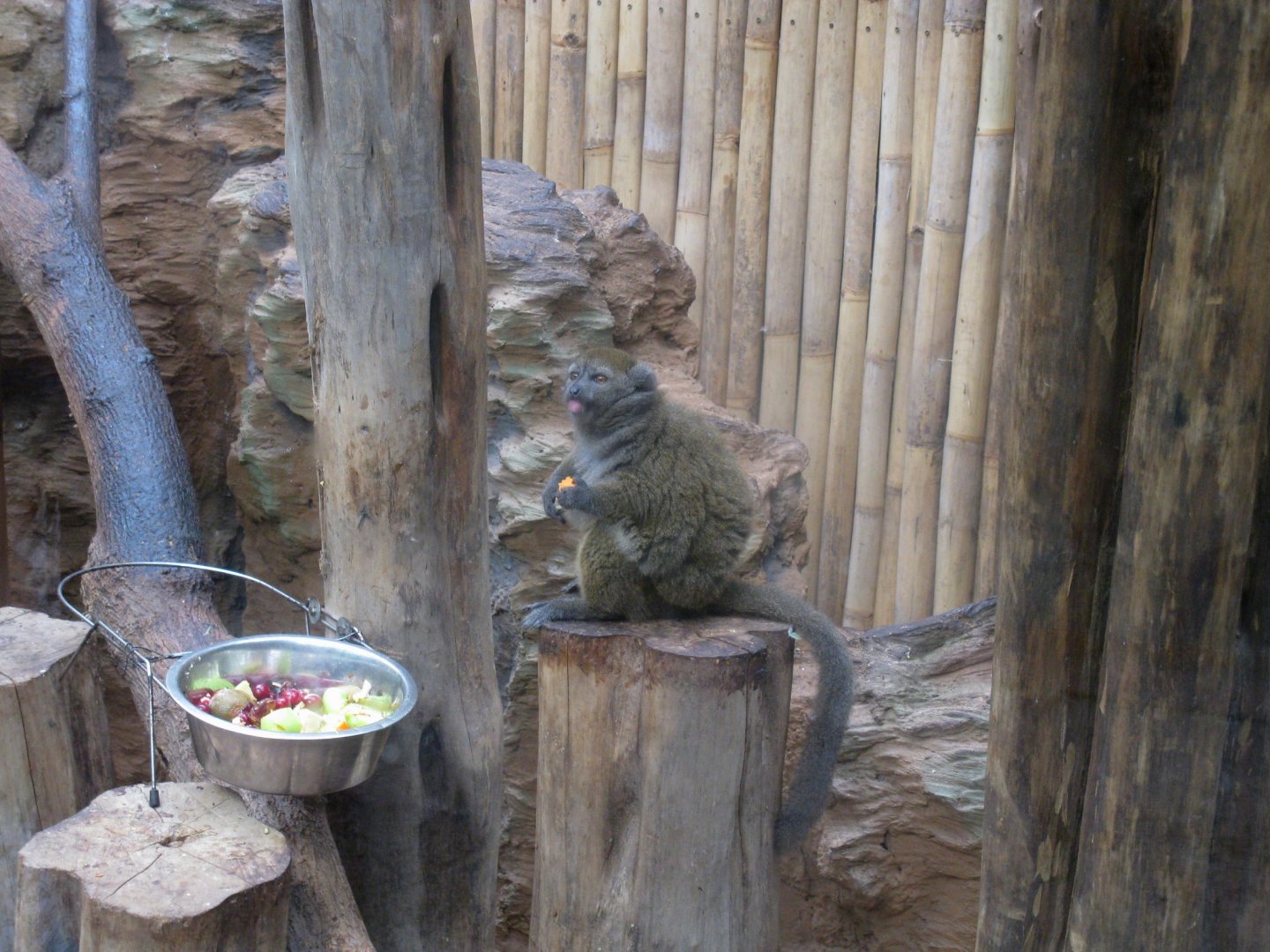 Lac Alaotra Bamboo Lemur (Hapalemur alaotrensis) - 08.2013
