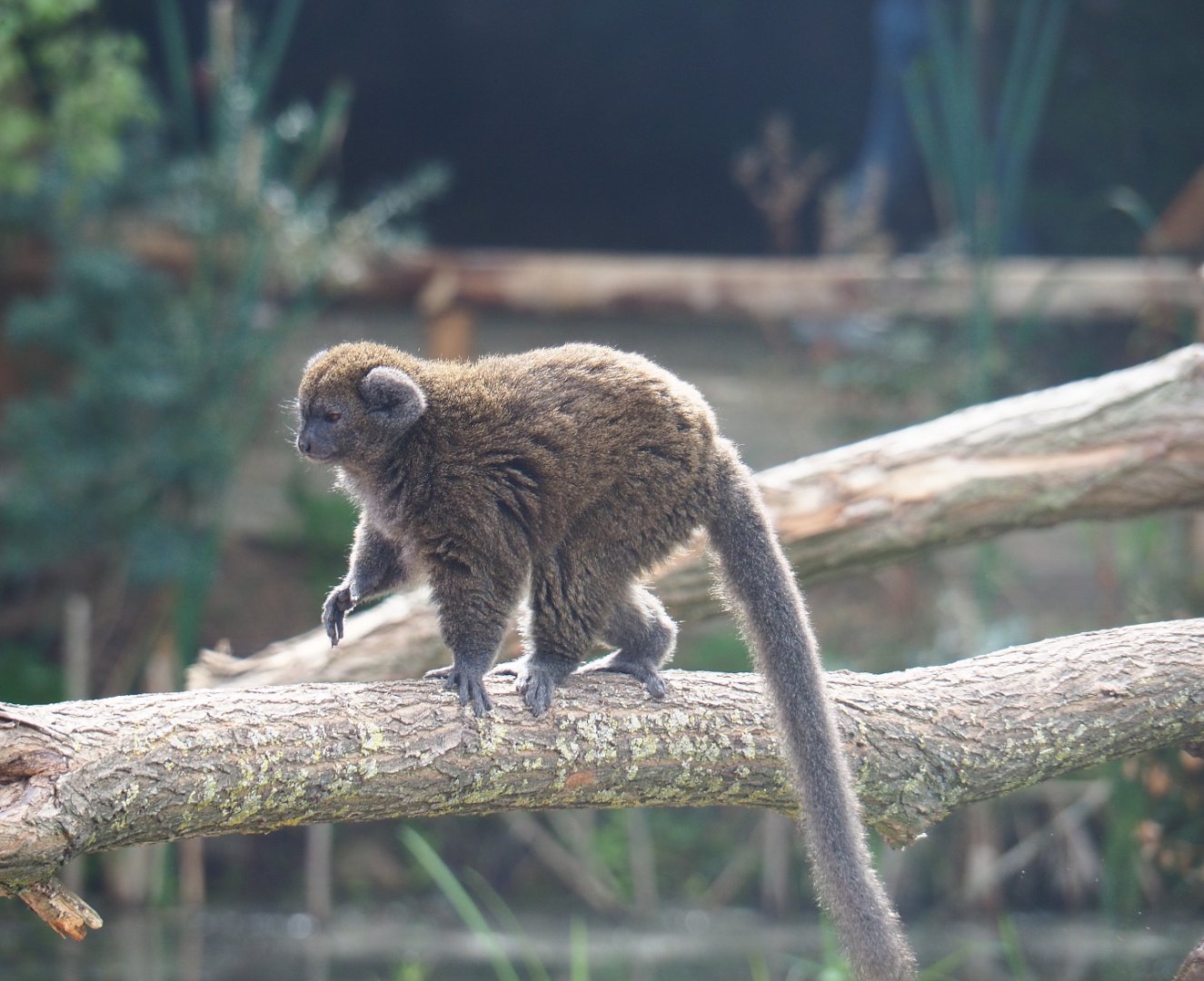 Lac Alaotra bamboo lemur (Hapalemur alaotrensis), 2019-08-11