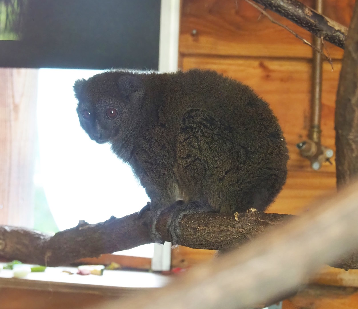 Lac Alaotra bamboo lemur (Hapalemur alaotrensis), 2022-10-09