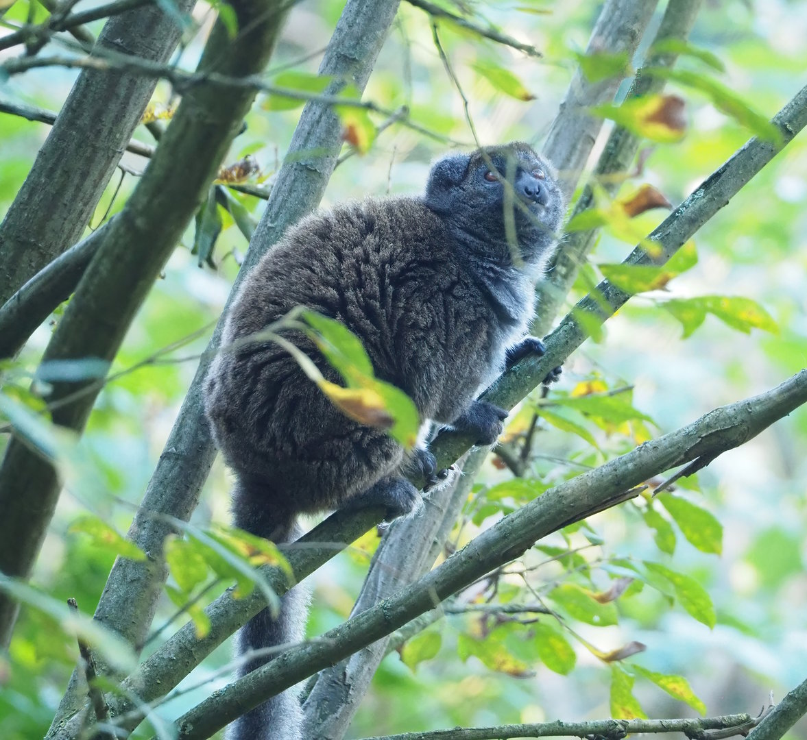 Lac Alaotra bamboo lemur (Hapalemur alaotrensis), 2022-10-09