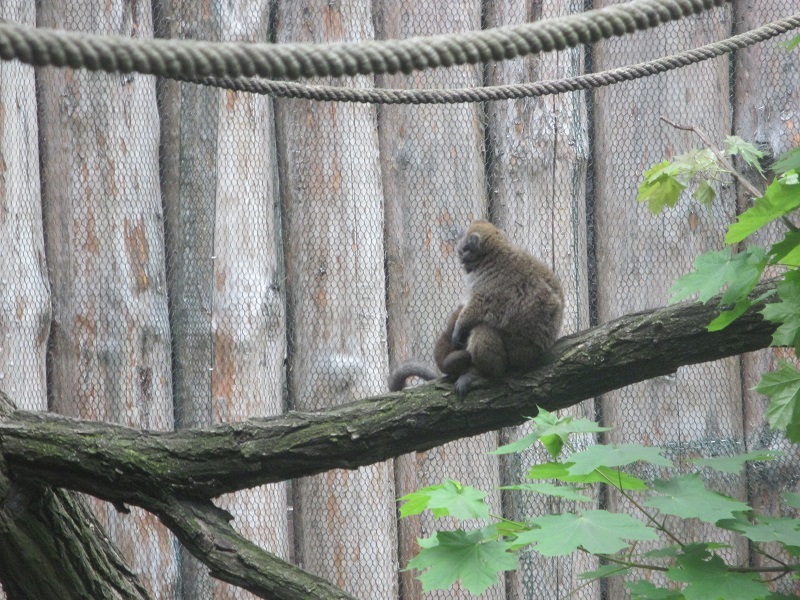 Lac Alaotra bamboo lemur (Hapalemur alaotrensis) - mother and baby