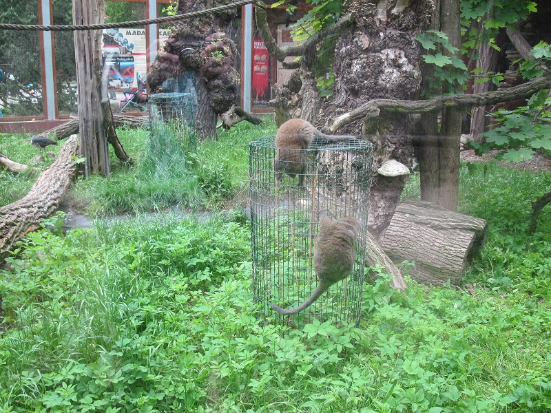 Lac Alaotra bamboo lemur (Hapalemur alaotrensis)
