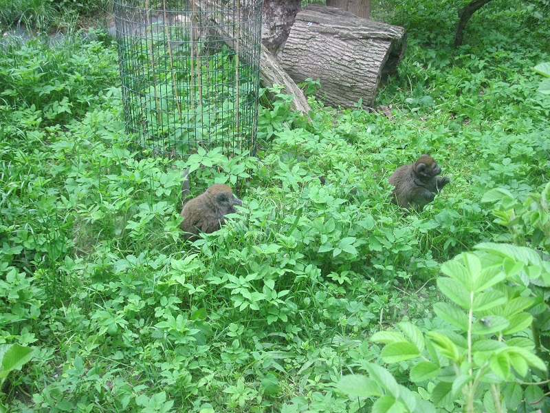 Lac Alaotra bamboo lemur (Hapalemur alaotrensis)