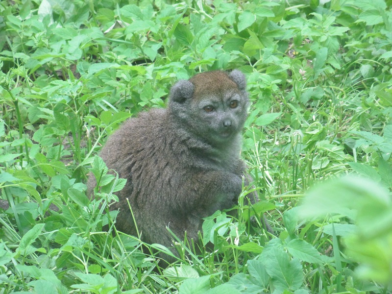 Lac Alaotra bamboo lemur (Hapalemur alaotrensis)