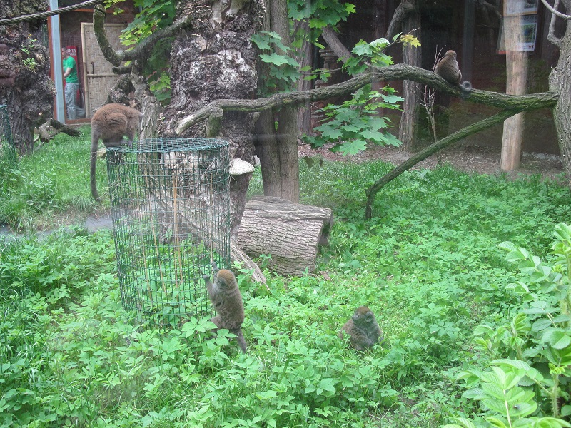Lac Alaotra bamboo lemur (Hapalemur alaotrensis)