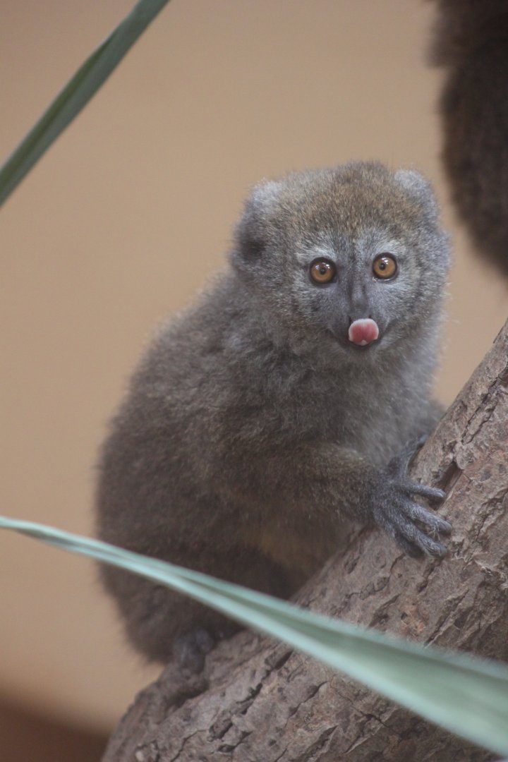 Lac Alaotra bamboo lemur (Hapalemur alaotrensis)