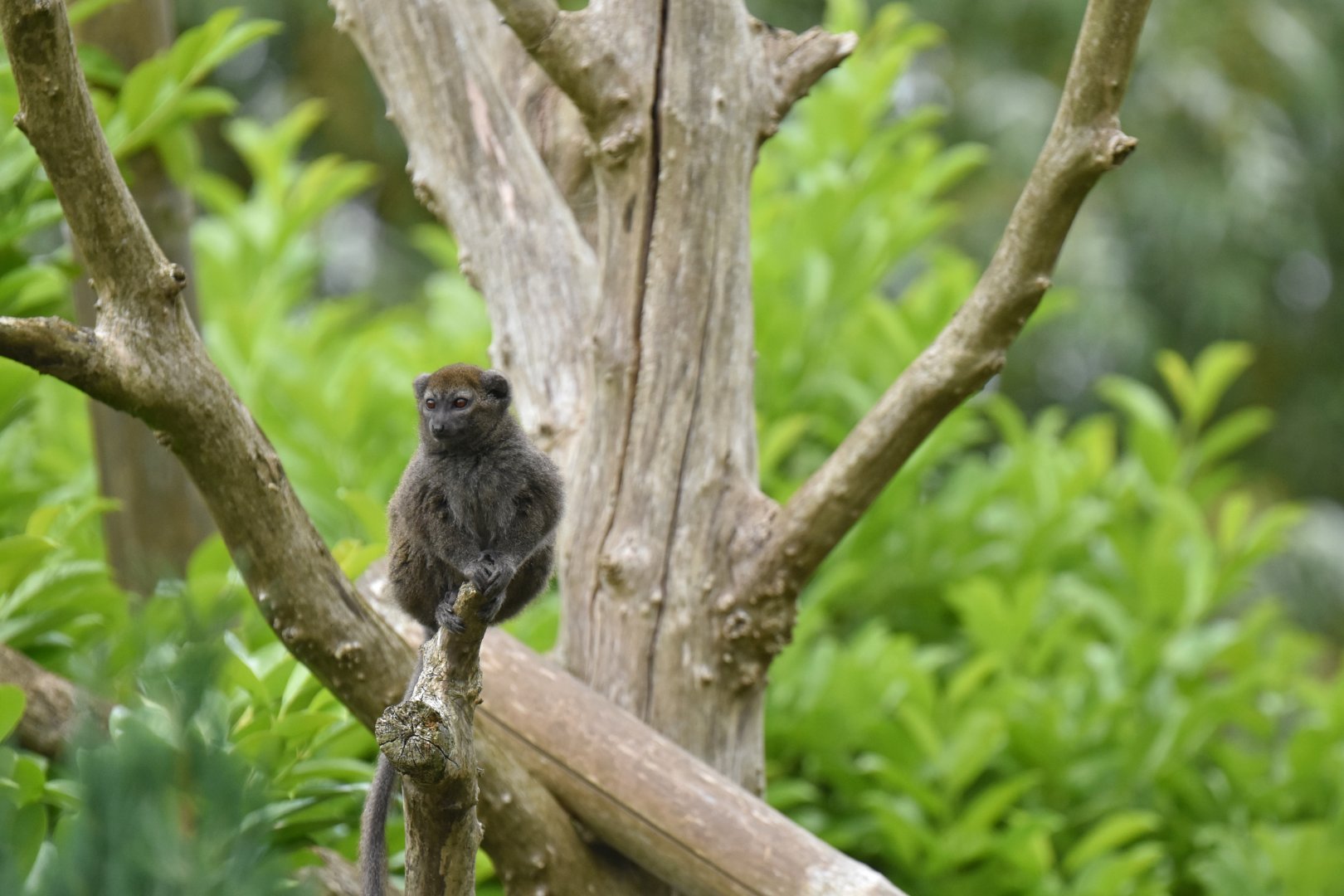Lac Alaotra bamboo lemur (Hapalemur alaotrensis)