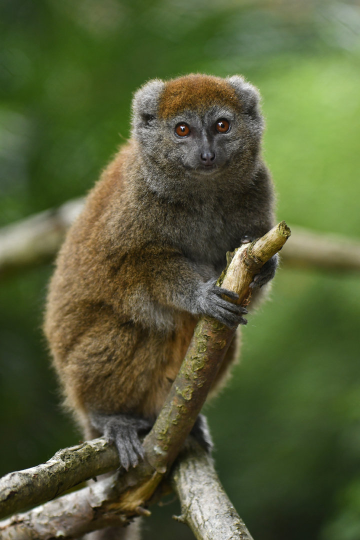 Lac Alaotra bamboo lemur (Hapalemur alaotrensis)