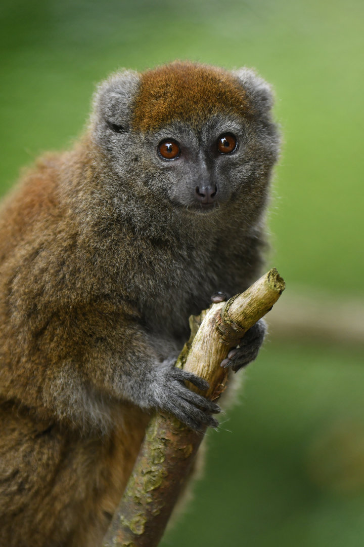 Lac Alaotra bamboo lemur (Hapalemur alaotrensis)