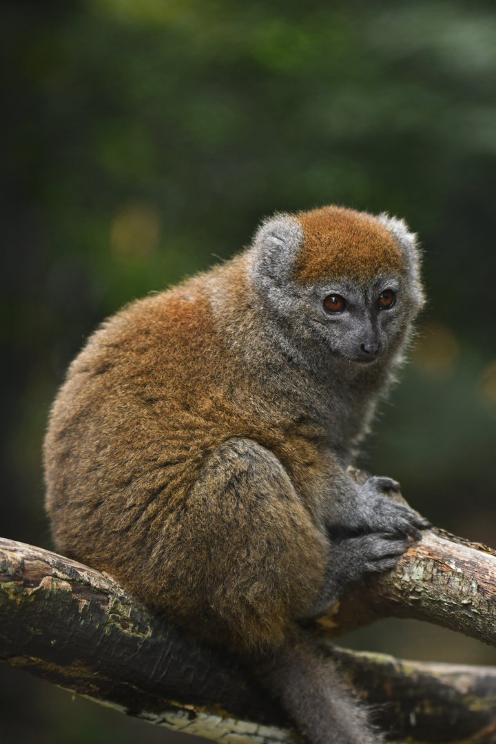 Lac Alaotra bamboo lemur (Hapalemur alaotrensis)