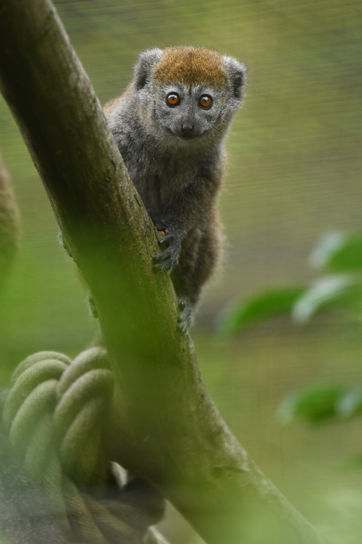Lac Alaotra bamboo lemur (Hapalemur alaotrensis)