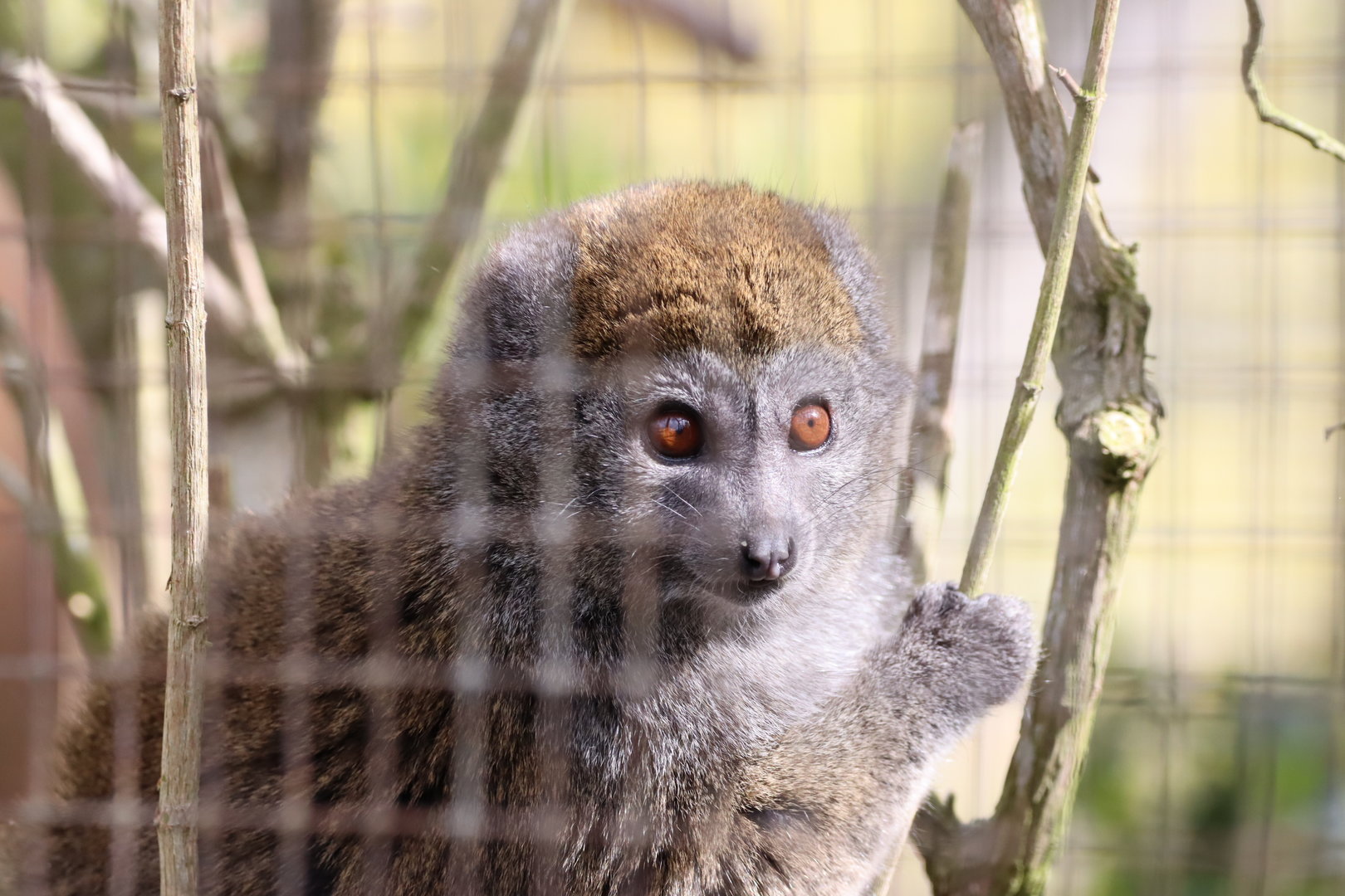 Lac Alaotra Bamboo Lemur (Hapalemur alaotrensis)